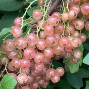 Pink Currant Seeds