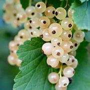 White Currant Seeds