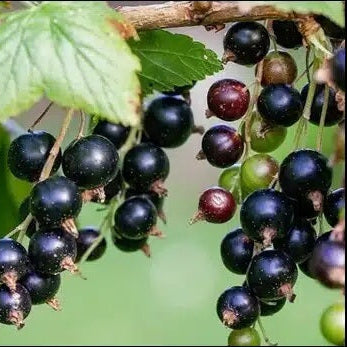 General Currant Seeds