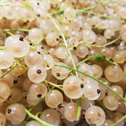 White Currant Seeds