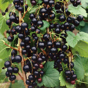 Currant Seeds - All In One For Home Gardens
