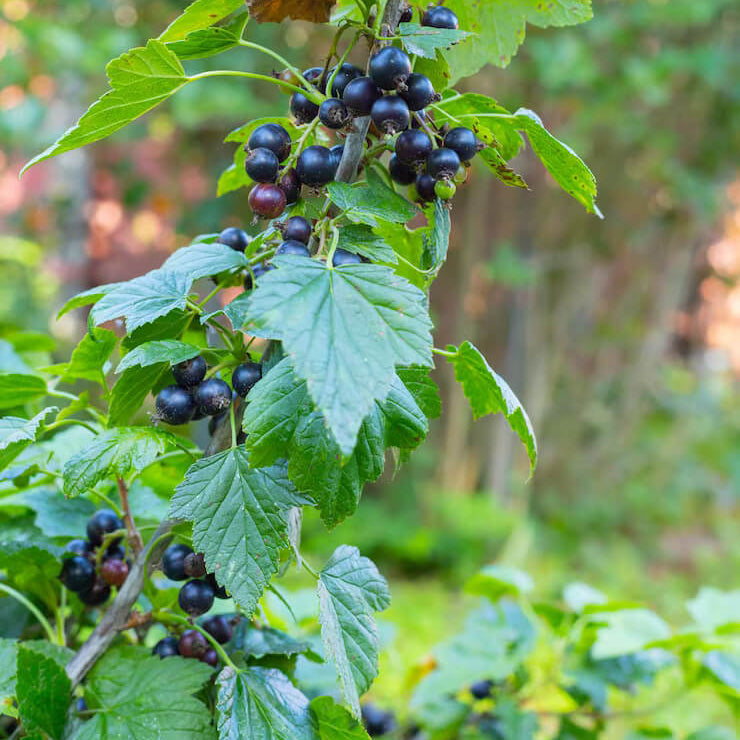 Currant Seeds - All In One For Home Gardens