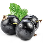 General Currant Seeds