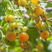 Golden Currant Seeds