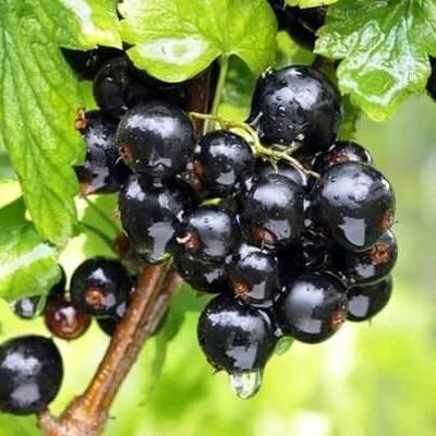 Nigrum Currant Seeds