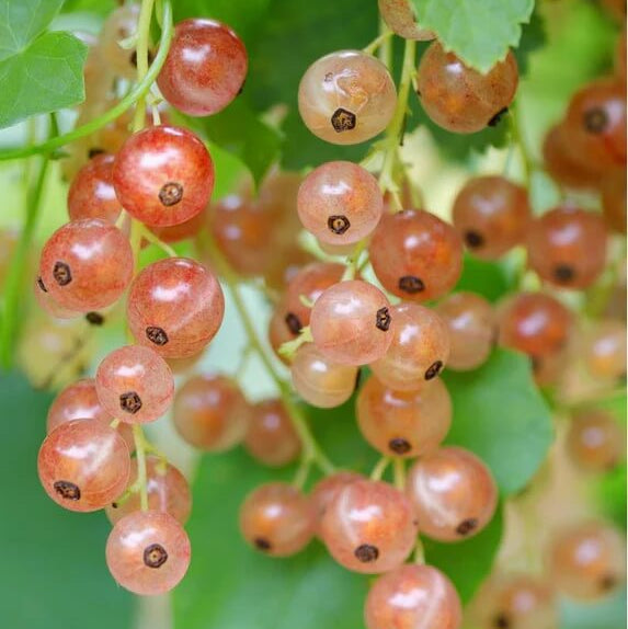 Pink Currant Seeds