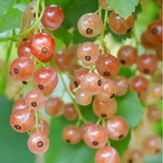 Pink Currant Seeds