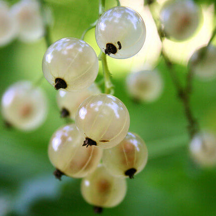 White Currant Seeds
