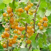 Golden Currant Seeds