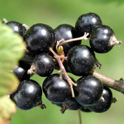 Nigrum Currant Seeds
