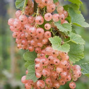 Pink Currant Seeds