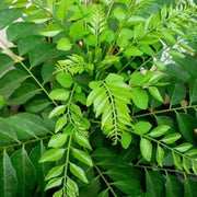 Dwarf Curry Leaf Seeds