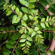 Dwarf Curry Leaf Seeds