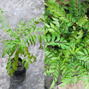 Krishna Curry Leaf Seeds, Herbal