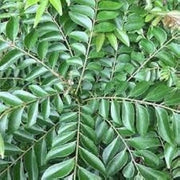 Krishna Curry Leaf Seeds, Herbal