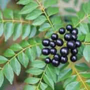 Regular Curry Leaf Seeds, Herbal