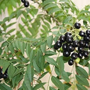 Regular Curry Leaf Seeds, Herbal