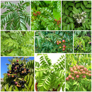 Curry Leaf Seeds - All In One For Home Gardens