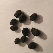 Curry Leaf Seeds - All In One For Home Gardens