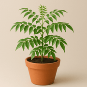 Curry Leaf Seeds - All In One For Home Gardens