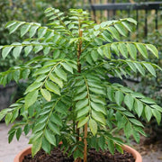 Curry Leaf Seeds - All In One For Home Gardens