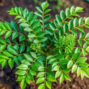 Curry Leaf Seeds - All In One For Home Gardens