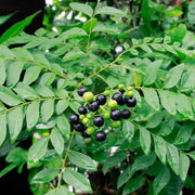 Curry Leaf Seeds - All In One For Home Gardens