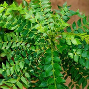 Dwarf Curry Leaf Seeds