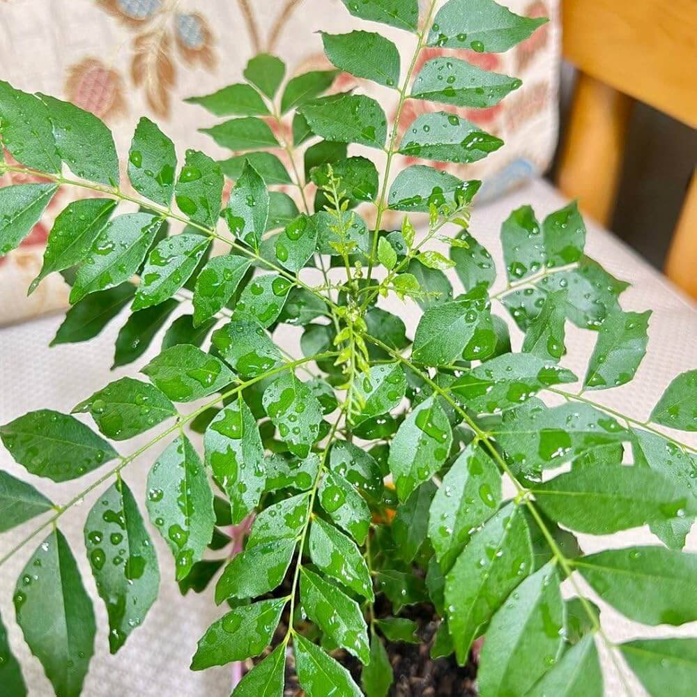 Krishna Curry Leaf Seeds, Herbal