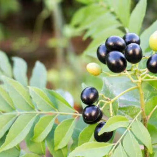 Regular Curry Leaf Seeds, Herbal