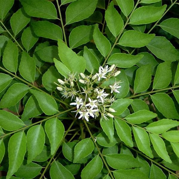 Senkaampu Curry Leaf Seeds, Herbal
