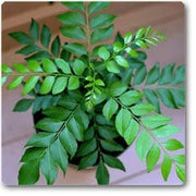 Senkaampu Curry Leaf Seeds, Herbal