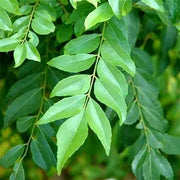 Senkaampu Curry Leaf Seeds, Herbal