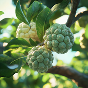 Custard Seeds, Annona squamosa Fruit Seeds