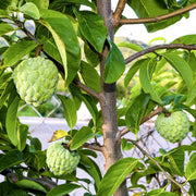 Green Custard Apple Seeds