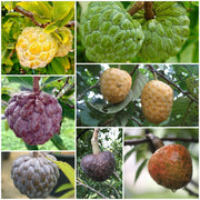 Custard Seeds, Annona squamosa Fruit Seeds