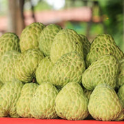 Custard Seeds, Annona squamosa Fruit Seeds