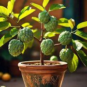 Custard Seeds, Annona squamosa Fruit Seeds