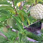 Custard Seeds, Annona squamosa Fruit Seeds