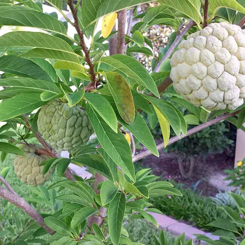 Custard Seeds, Annona squamosa Fruit Seeds