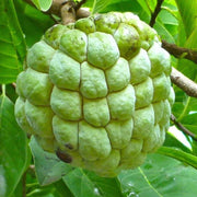 Green Custard Apple Seeds