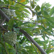 Custard Apple Seeds, Annona squamosa Fruit Seeds