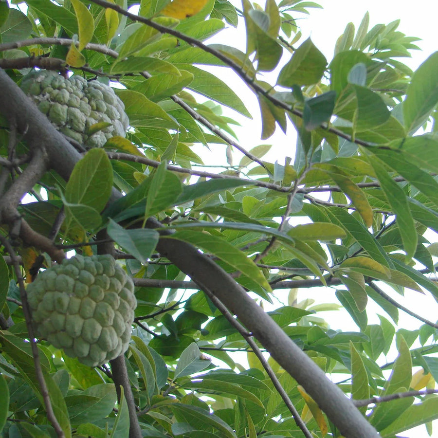 Custard Apple Seeds, Annona squamosa Fruit Seeds