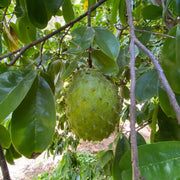 Custard Apple Soursop Seeds - Fruit Plant