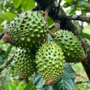 Custard Apple Soursop Seeds - Fruit Plant
