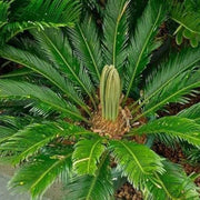 Cycad Seeds - Tropical Ornamental Palm Seeds for Planting