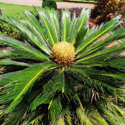 Cycad Seeds - Tropical Ornamental Palm Seeds for Planting
