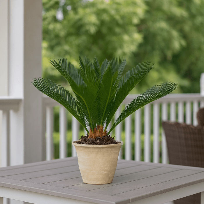 Cycad Seeds - Tropical Ornamental Palm Seeds for Planting