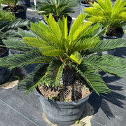 Cycad Seeds - Tropical Ornamental Palm Seeds for Planting