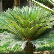 Cycas Palm Plant Seeds - Tropical Ornamental Palm Seeds for Planting